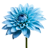 Close-up of a stunning light blue pastel dahlia flower with detailed petals and stem isolated transparent background png