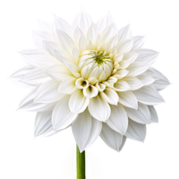 Close-up of a stunning pure white dahlia flower with detailed petals and stem isolated transparent background png