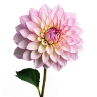 fermer de une étourdissant lumière rose pastel dahlia fleur avec détaillé pétales, feuilles, et tige isolé transparent Contexte png