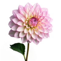 detailopname van een verbijsterend licht roze pastel dahlia bloem met gedetailleerd bloemblaadjes, bladeren, en stam geïsoleerd transparant achtergrond png