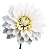 Close-up of a stunning pure white dahlia flower with detailed petals and stem isolated transparent background png