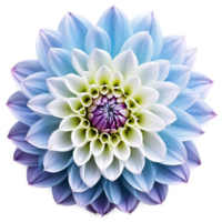 Nahansicht von ein atemberaubend Licht Blau und lila violett Dahlie Blume mit detailliert Blütenblätter isoliert transparent Hintergrund png