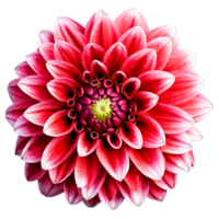 Close-up of a stunning red and white dahlia flower with detailed petals isolated transparent background png