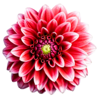 fermer de une étourdissant rouge et blanc dahlia fleur avec détaillé pétales isolé transparent Contexte png