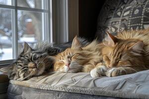 Serene Cats Napping in Sunny Window Sill photo