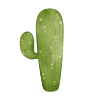 cactus isolé sur blanc, illustration de cactus png