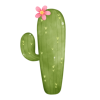 cactus isolé sur blanc, illustration de cactus png