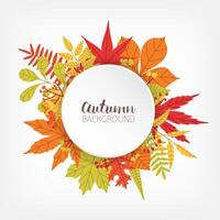 White circle surrounded by various colorful autumn tree leaves and branches and place for text in center. Seasonal backdrop with round element decorated by foliage. Botanical illustration. vector