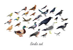 Collection of city and wild forest birds drawn in flat geometric style, side view. Set of colorful cartoon animals isolated on white background. Colored ornithological illustration. vector