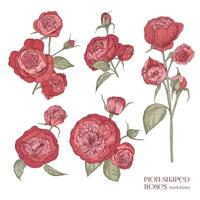 conjunto de hermosa botánico dibujos de rojo en forma de peonía rosas. mano dibujado oferta floreciente flores aislado en blanco fondo, ver desde diferente anglos. floral ilustración en antiguo estilo. vector