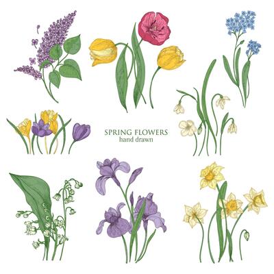 Collection of blooming spring flowers and flowering plants hand drawn in vintage style - tulip, lilac, narcissus, forget-me-not, crocus, lily of the valley, iris, snowdrop. illustration.