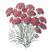 vattenfärg blommig blomma design, vattenfärg blomma arrangemang blommig, vattenfärg blomma design, blomma sublimering blommig ClipArt, ClipArt, bröllop dekoration png