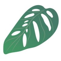 green monstera leaf isolated on background png