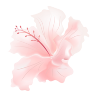 licht roze roos kaasjeskruid of hibiscus bloem Aan achtergrond png