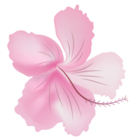 pink rose mallow flower isolate on background png