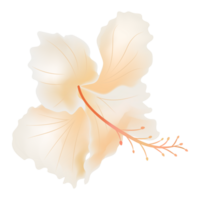 hibiscus of orange rose mallow flower isolate on background png