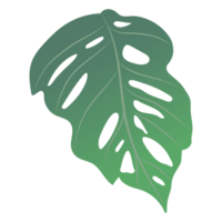 monstera löv isolerat på bakgrund png