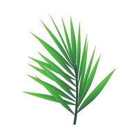 tropical palm leaf isolated on white background realistic green summer plant illustration vector