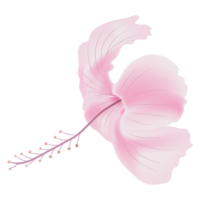 light pink rose mallow flower isolate on background png