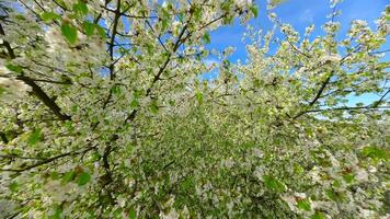 glad fpv vlucht door bloeiend bomen met wit bloemen in voorjaar video