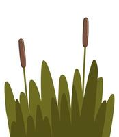 Reed, sedge and grass. Robust plant that grows in wetlands and along bodies of water, with narrow, cylindrical stems, distinctive seed heads and elongated leaves. illustration. vector