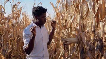 A young African American man examines a head of corn on a stalk with a sense of caution and delight. A young farmer agronomist stands in the middle of a corn field. video