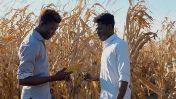 dos joven africano americano hombres agrónomos en el medio de un maíz campo son examinando y que se discute un maduro cabeza de maíz video