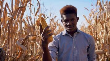 joven africano americano hombre participación un cabeza de maíz en su mano. un joven granjero agrónomo soportes en el medio de un maíz campo video