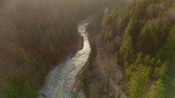 antenn se av skön klyfta med berg flod och barr- skog på soluppgång med dis och dimma i Tyskland på pollat flod, fussen. Drönare se av underbar alpina kanjon med flod och skogen. video