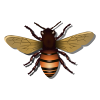 mon chéri abeille, ouvrier abeille, abeille ailes, png