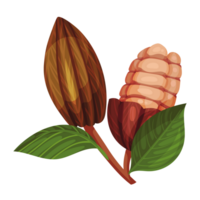 cacao cáscaras, cacao vaina y hojas en transparente antecedentes png