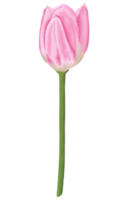 ritad för hand rosa tulpaner - vår blomma illustration png