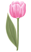 Hand-Drawn Pink Tulips - Spring Flower Illustration png