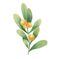 hermosa acuarela hojas - botánico clipart para diseño png