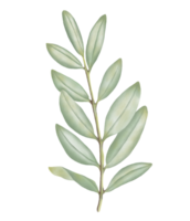 schön Aquarell Blätter - - botanisch Clip Art zum Design png
