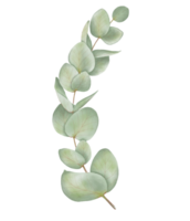 hermosa acuarela hojas - botánico clipart para diseño png