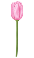 Hand-Drawn Pink Tulips - Spring Flower Illustration png