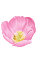 ritad för hand rosa tulpaner - vår blomma illustration png