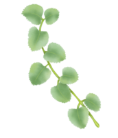 skön vattenfärg löv - botanisk ClipArt för design png