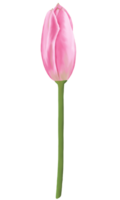 Hand-Drawn Pink Tulips - Spring Flower Illustration png