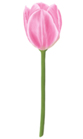 disegnato a mano rosa tulipani - primavera fiore illustrazione png