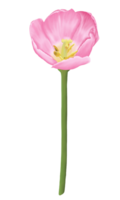 Hand-Drawn Pink Tulips - Spring Flower Illustration png