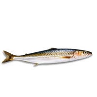 Smoked mackerel fillet golden brown color flaky texture shot from above Food and culinary concept png