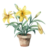 A watercolor illustration of an Alcatraz lily in a pot png