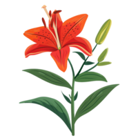 illustration of A red orange lily flower with green leaves png