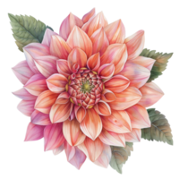 watercolor beautiful pink and orange dahlia flower with leaves png