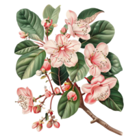 illustration of guava flowers png