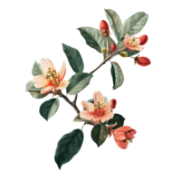 illustration of guava flowers, cottagecore style png