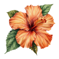 A beautiful illustration of an orange hibiscus flower png