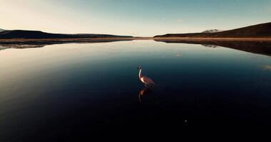 lindo flamingos caminhando dentro a lago, aéreo Visão video